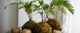 Kokedama Workshop